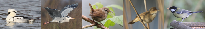 header1